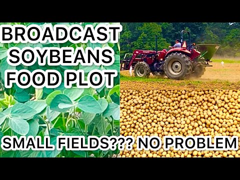 SMALL BROADCAST SOYBEAN
