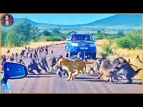 15 Wild Animal Battles In The Wild | Pets House