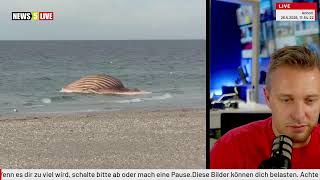 LIVE: Buckelwal Timmy Hope vor Dänemarks Küste
