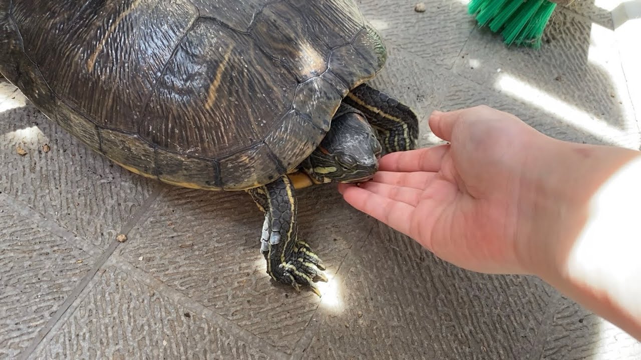 水槽に戻りたくなったら寄ってくるカメ - YouTube