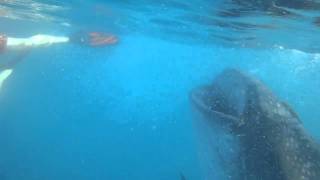 20101124 Michael with Whale Shark.MP4