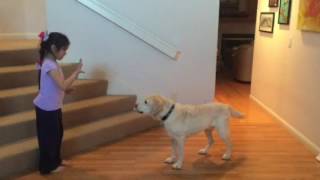 C.j. - Yellow Lab Tricks