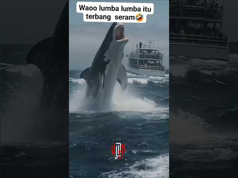 Orca #horor #wildfacts #biggestfish #shorts