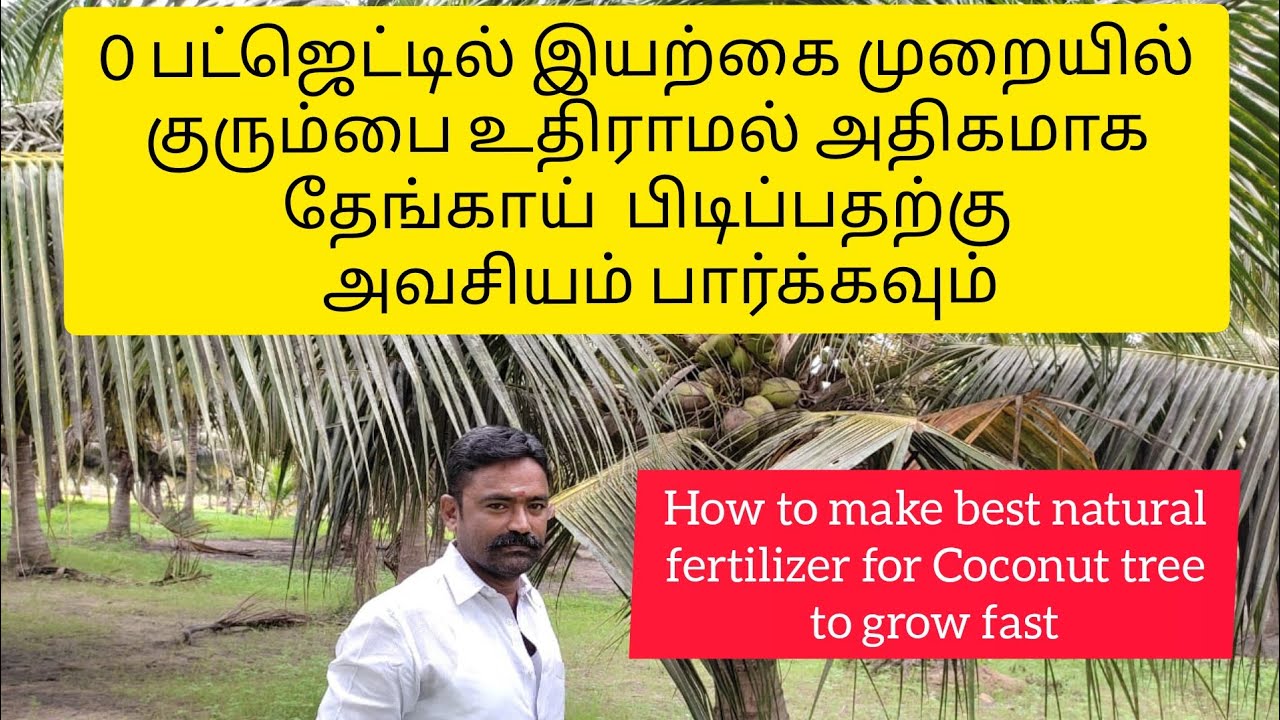how-to-put-fertilizer-for-coconut-tree-natural-fertilizer-organic