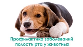 Профилактика заболеваний полости рта у животных. Ветеринарная клиника Био-Вет Профилактика заболеваний полости рта у животных. Ветеринарная клиника Био-Вет