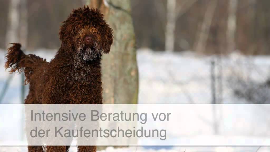 Golden Doodle Züchter Langelsheim Dogs of GoldenKennel Andreas