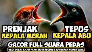 Download Lagu GACOR MEWAH!!! TEPUS KEPAL ABU VS PRENJAK KEPALA MERAH BETINA || PERJAK MERAH GACOR || TEPUS ABU MP3 Download Lagu GACOR MEWAH!!! TEPUS KEPAL ABU VS PRENJAK KEPALA MERAH BETINA || PERJAK MERAH GACOR || TEPUS ABU MP3