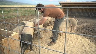 An Easy Way To Measure A Pigs Weight