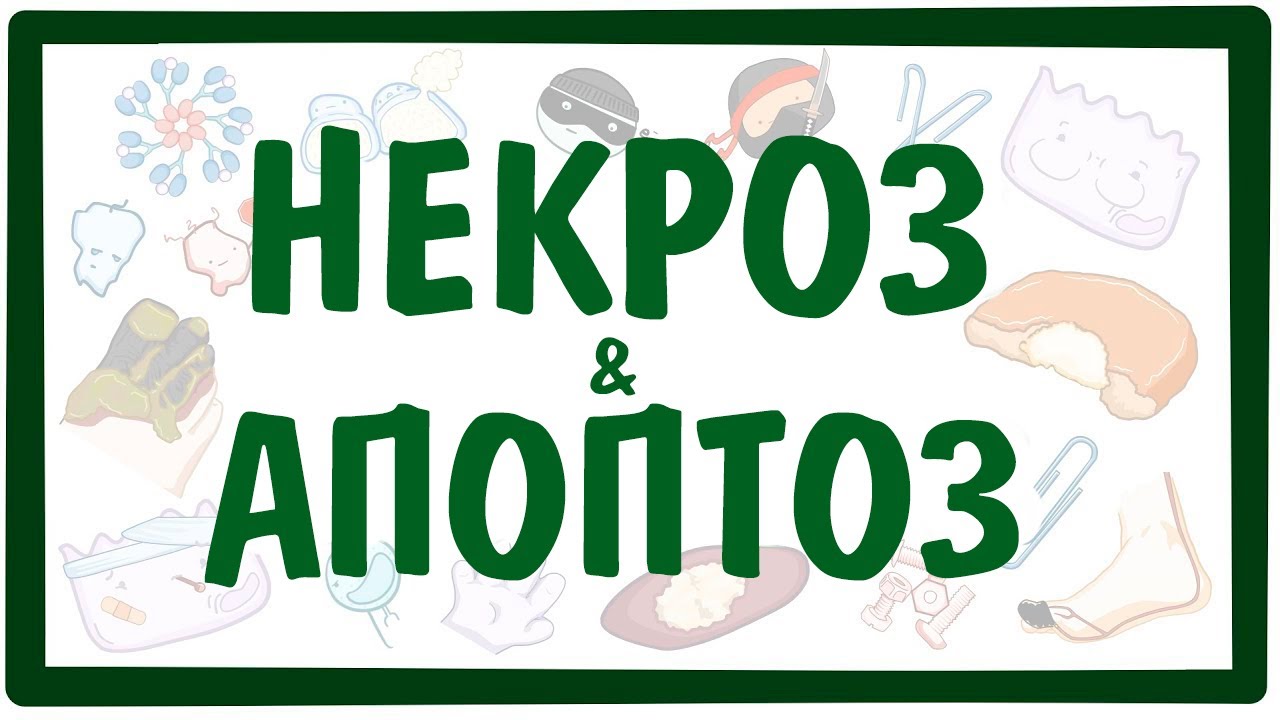 НЕКРОЗ и АПОПТОЗ