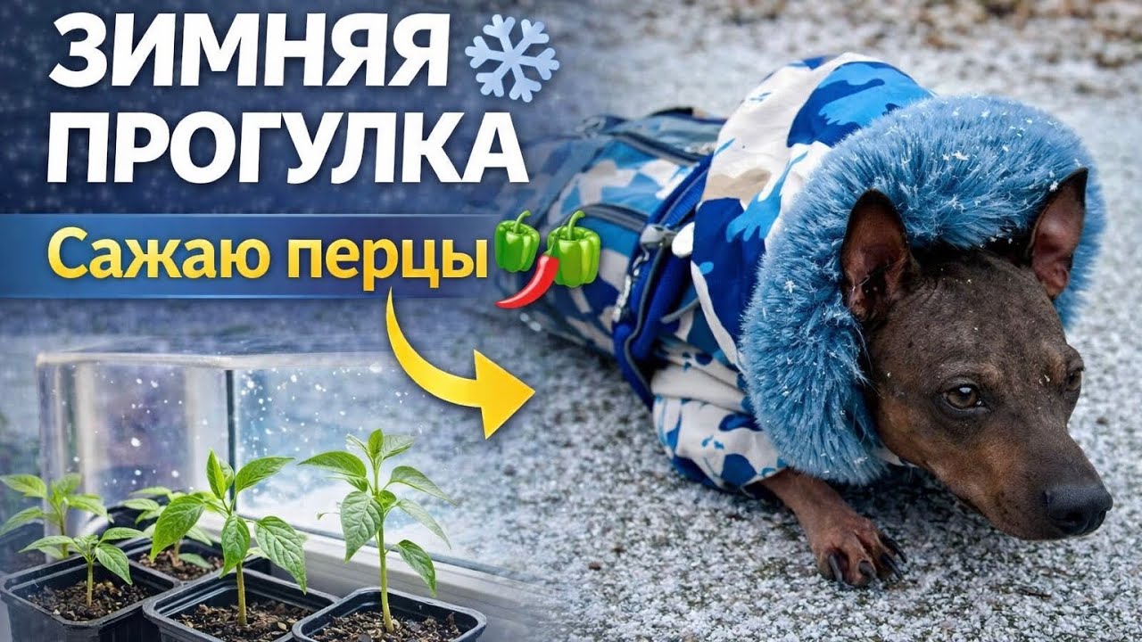 Сажаем перцы🌶️🫑 Прогулка❄️ #vlog #домашнийвлог #прогулка 