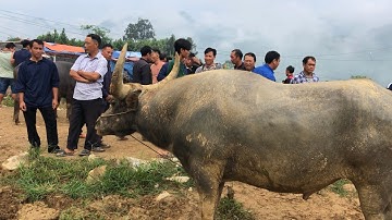 CHỢ GIA SÚC CỐC LY HÔM NAY - CHỢ NHIỀU TRÂU TO VÀ ĐẸP NHẤT
