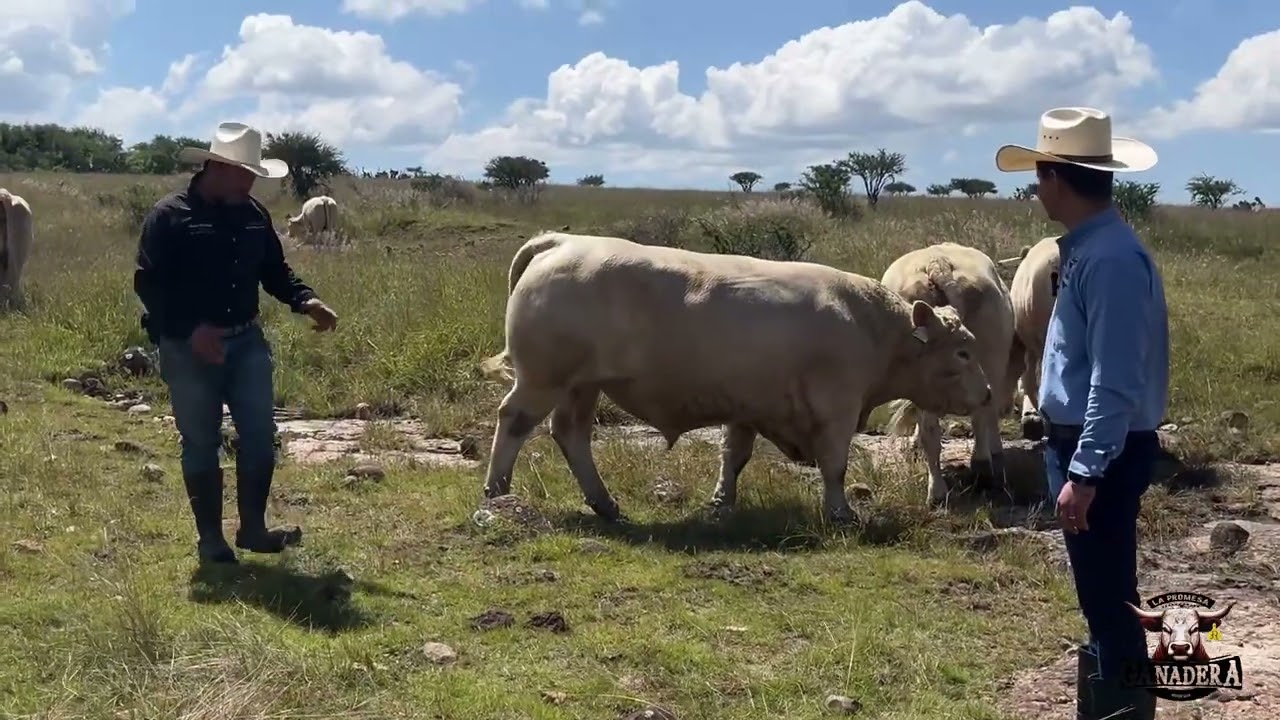 CHAROLAIS UNA RAZA QUE PRODUCE BUENO con Rancho Las Cuevas