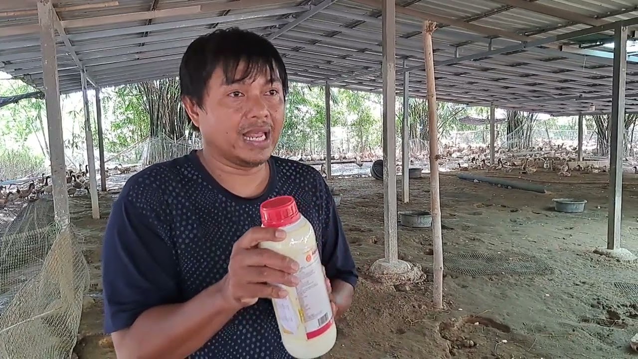 เทคนิคการเลี้ยงเป็ดไข่ในหน้าฝน ที่ผู้เลี้ยงมือใหม่ควรทราบ @เป็ดไข่ซีพีซุปเปอร์แก่งคอย