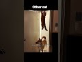 Troll Face Got Bold — Sigma Cat Got Brutal 💀😼 | Skull Edit Viral Short