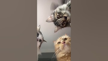 Thumbnail of Five hit songs that can catch your cat’s attention ❤️‍🔥🎶
