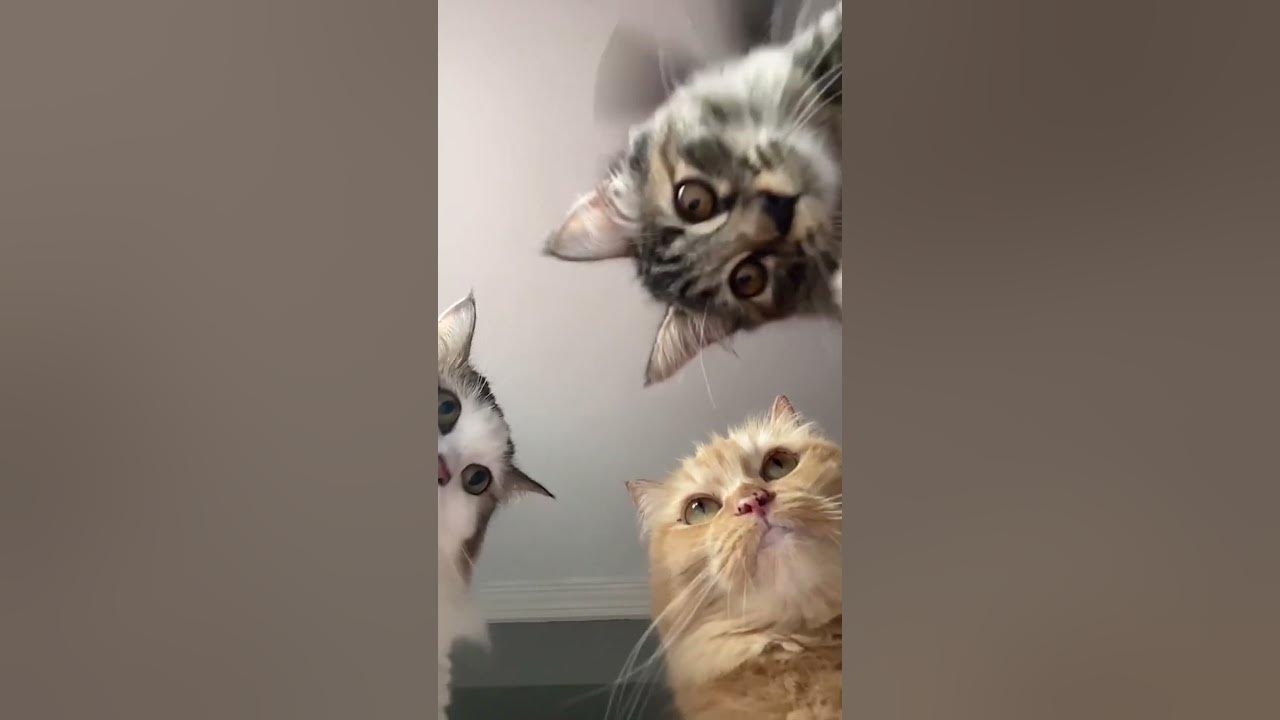 Five hit songs that can catch your cat’s attention ❤️‍🔥🎶