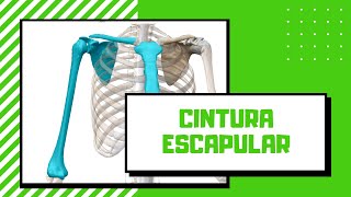 ESCÁPULA, CLAVICULA, ESTERNÓN Y HÚMERO:✅ Cintura Escapular