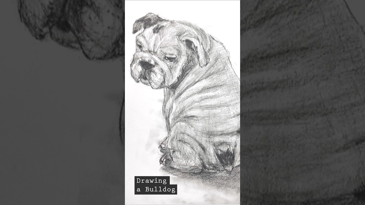 🚀 Drawing a Bulldog | Pencil Sketch 