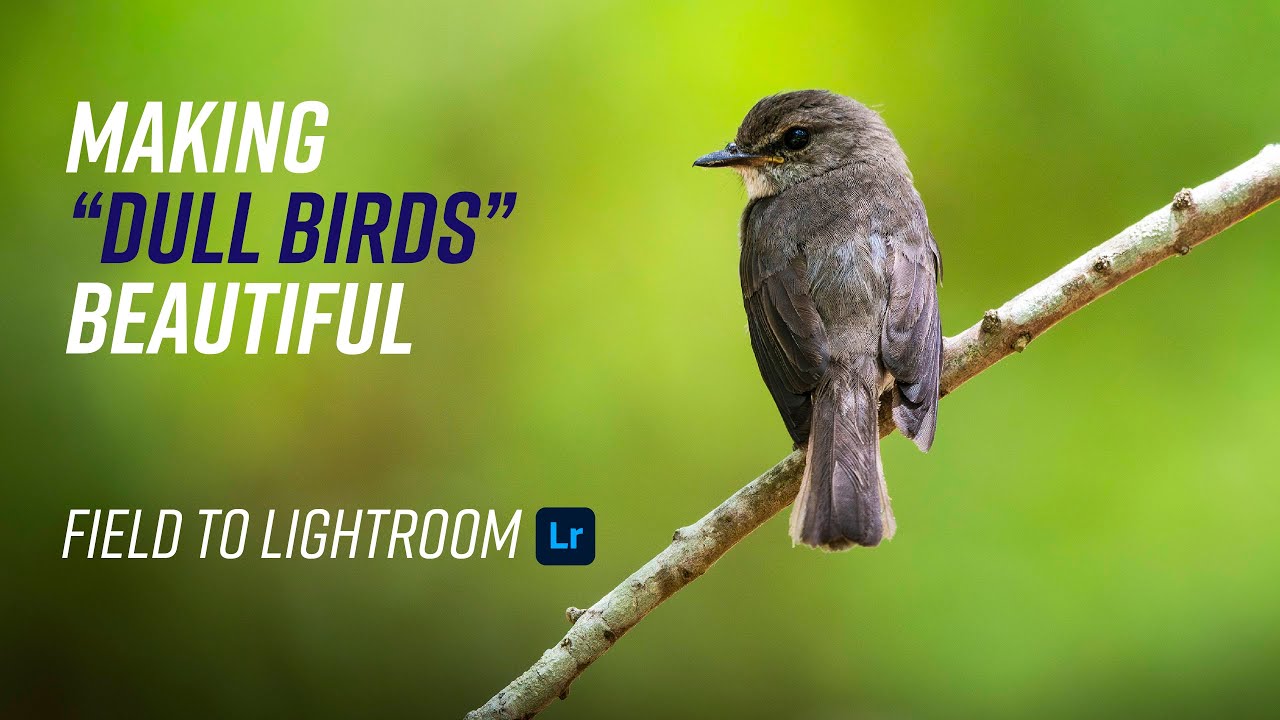 Making Little Brown Birds Worth Photographing