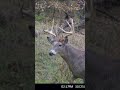No Puppies! #deer#foryou #jesuslovesyou