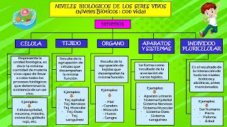 NIVELES BIOLÓGICOS DE LOS SERES VIVOS _ MAPA CONCEPTUAL