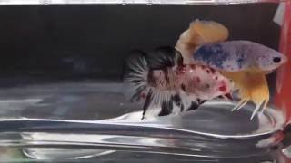 Fancy Red Koi Betta Halfmoon Plakat