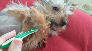 Yorkie puppy 20 weeks old brushing her teeth