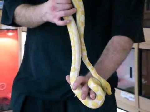 Prehistoric Pets - Reticulated Python White Albino Sunfire Male