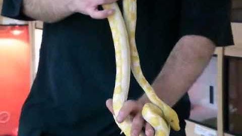 Prehistoric Pets - Reticulated Python White Albino Sunfire Male