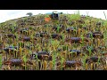 Wow wow wow collect five amazing videos catching crabs along rice at field after big raining