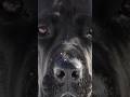 top curiozități despre Cane Corso part.3