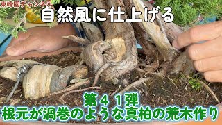 盆栽】第41弾 渦巻のような根元の真柏荒木作り【自然風】 - YouTube