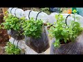 Brilliant idea | How to grow mint from recycling plastic bags for beginners