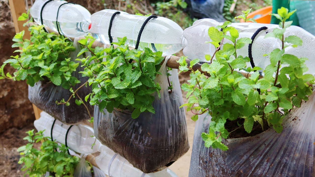 Блестящая идея | Как вырастить мяту из переработанных пластиковых пакетов для начинающих
