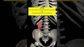 Quadratus lomburum muscle anatomy
