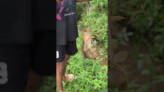 STRK IKAN LELE #mancing #umpanlumutsawah #fishing