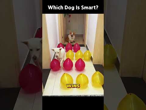 Smartest dog ever #shorts