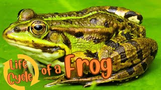 From Eggs to Legs: The Amazing Evolution of a Frog