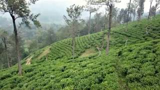 Full Ella Tea Plantation and Nine Arch Bridge, Sri Lanka Update