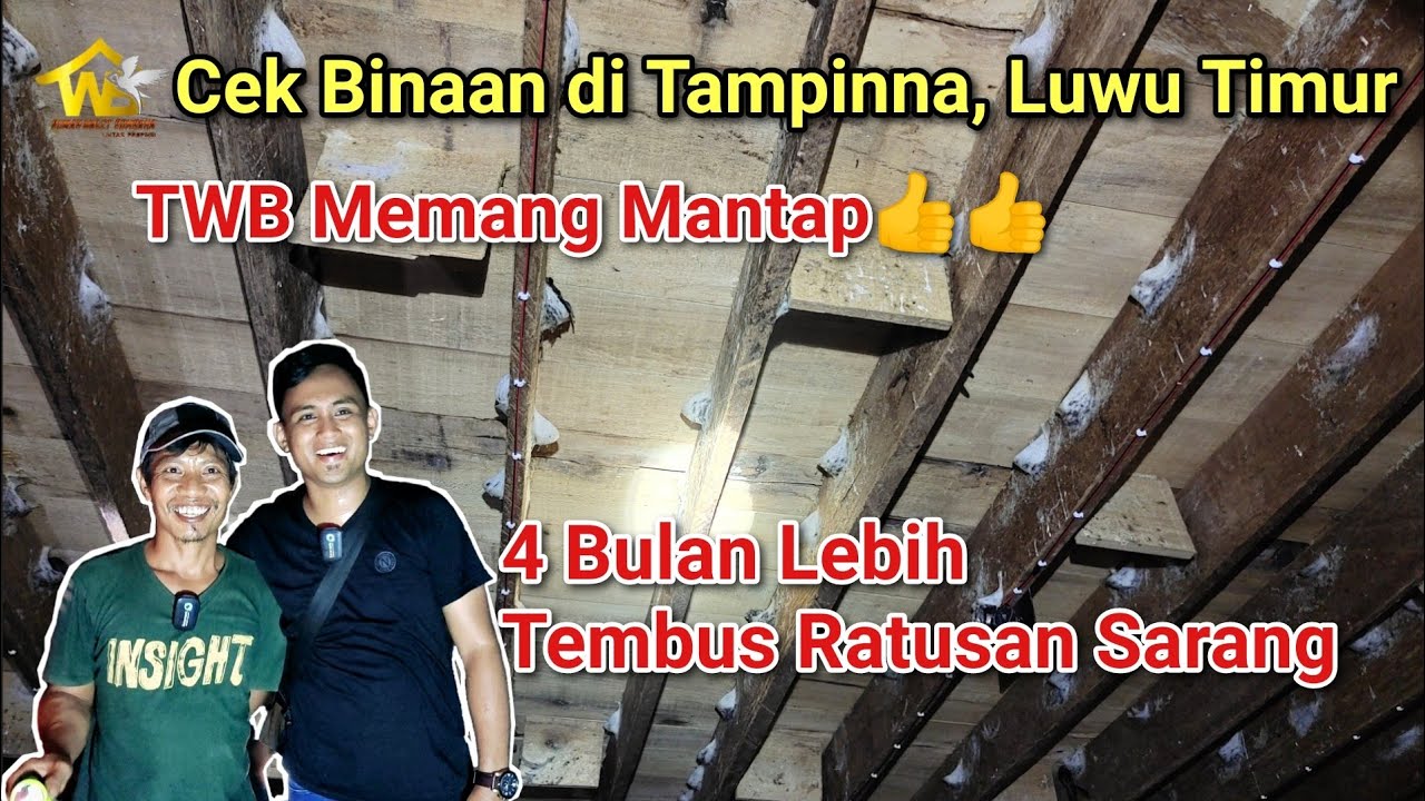 Viral..‼️ rbw umur 4 bulan lebih tembus Ratusan sarang bukti nyata bukan janji - cek binaan malili