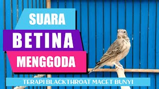 BETINA BOHAI MENGGODA JANTAN || Suara Blackthroat Betina Gacor Memanggil Jantan