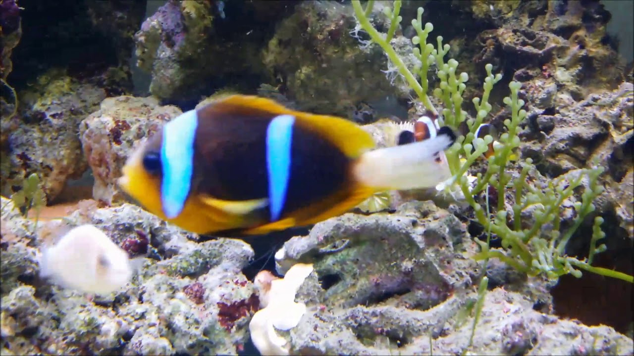 camera iphone 8 plus apk 特殊紋透紅小丑Mess Lines Gold Maroon Clownfish（Captive-Bred）