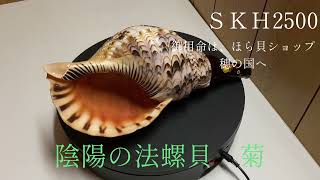新発売 陰陽の法螺貝 菊 - 穂の国