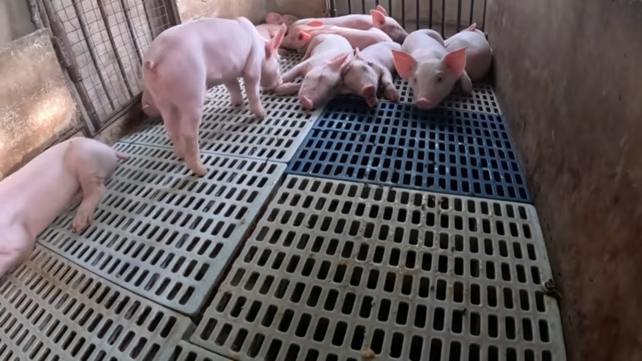 Давайте посмотрим на детенышей поросят Вильфредо... Мы забронировали двух для нашей фермы.