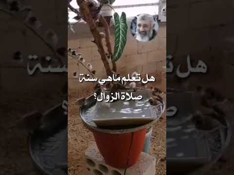 هل تعلم ماهي سنة صلاة الزوال سنة صحيحه لايصليها الا العباد