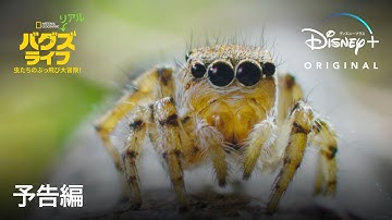 『リアル・バグズ・ライフ：虫たちのぶっ飛び大冒険！』｜予告編｜ディズニー&ピクサー映画『バグズ・ライフ』にインスパイアされたオリジナルシリーズ｜Disney  (ディズニープラス）