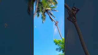 Tree#cutteraravind#Worldtop ￼ trending vodes#kanyakumari8248851253￼