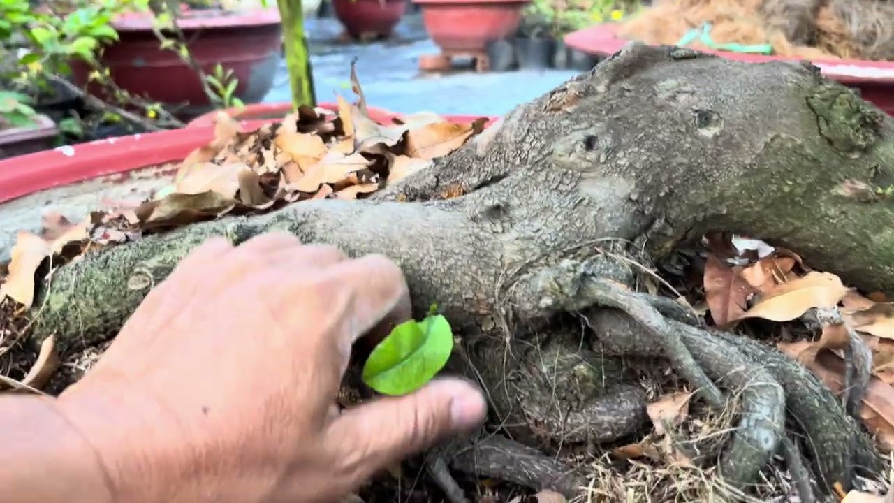 Bán hết mai ai có nhu cầu giá rẻ bất ngờ luôn Đt 0384294977 