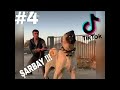 Tik Tok En Efsane Köpek Videoları#4#(Panzer)