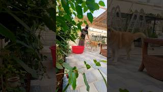 Morning Routine #home #greenlove #naturelovers #garden #pets #bunnies #homies #birds #homeforall